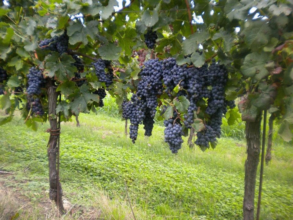 Agriturismo Mazzeracca 바사노델그라파 외부 사진
